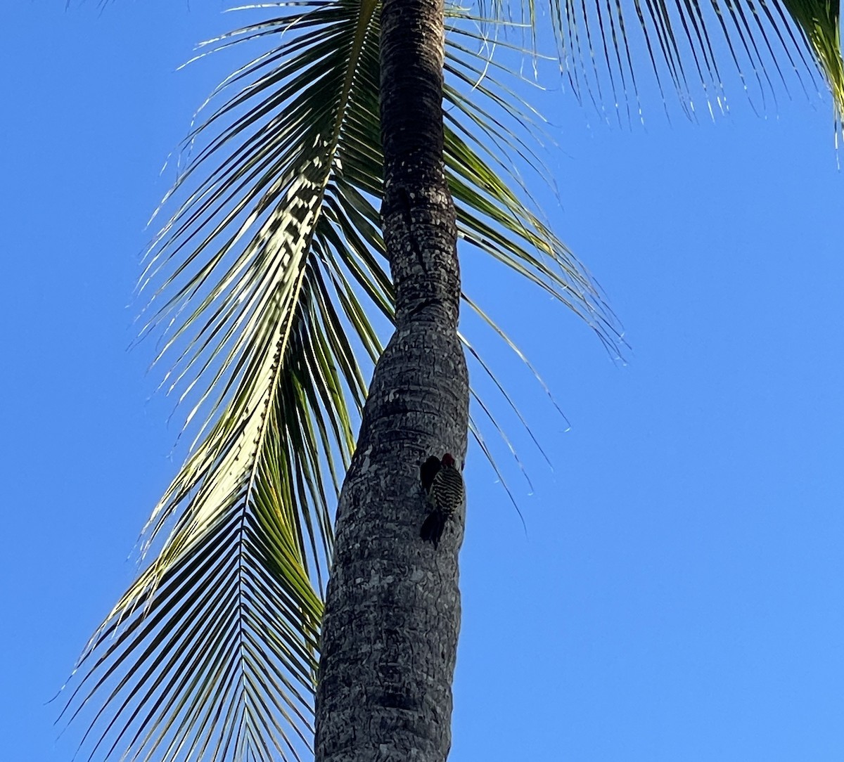 Hispaniolan Woodpecker - ML629641847