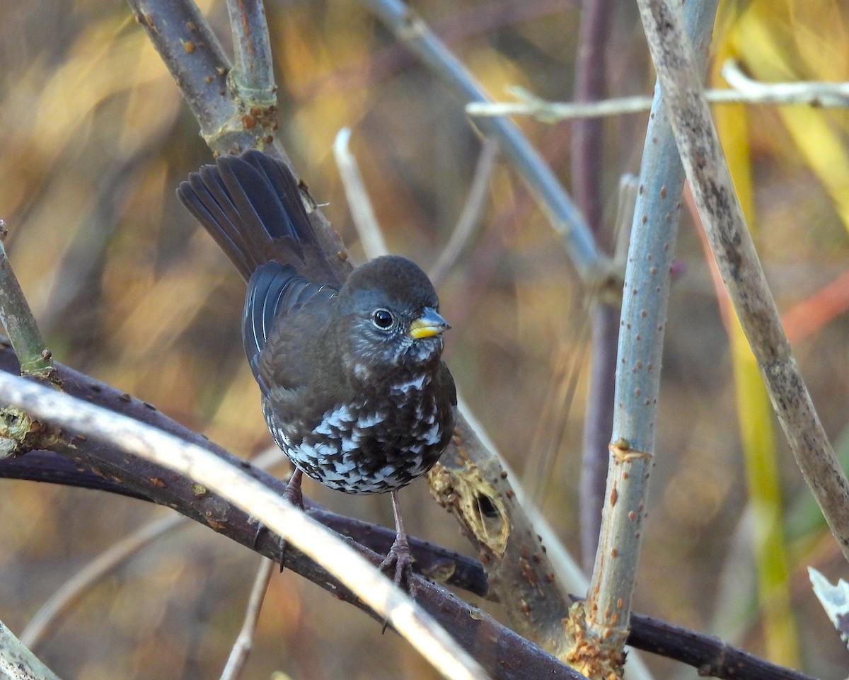 Fox Sparrow (Sooty) - ML629642051