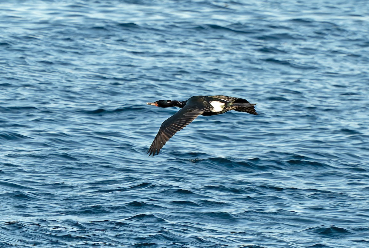 Pelagic Cormorant - ML629642296