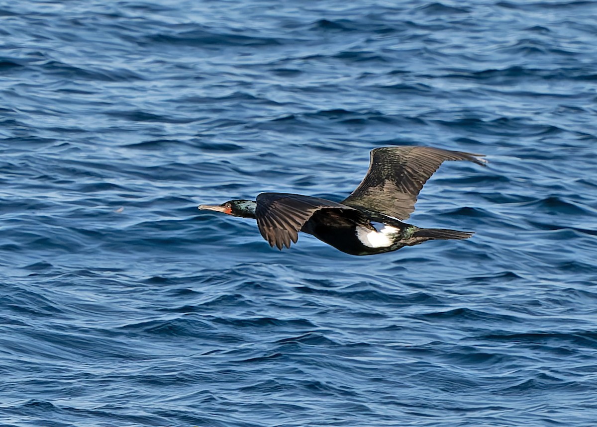 Pelagic Cormorant - ML629642297
