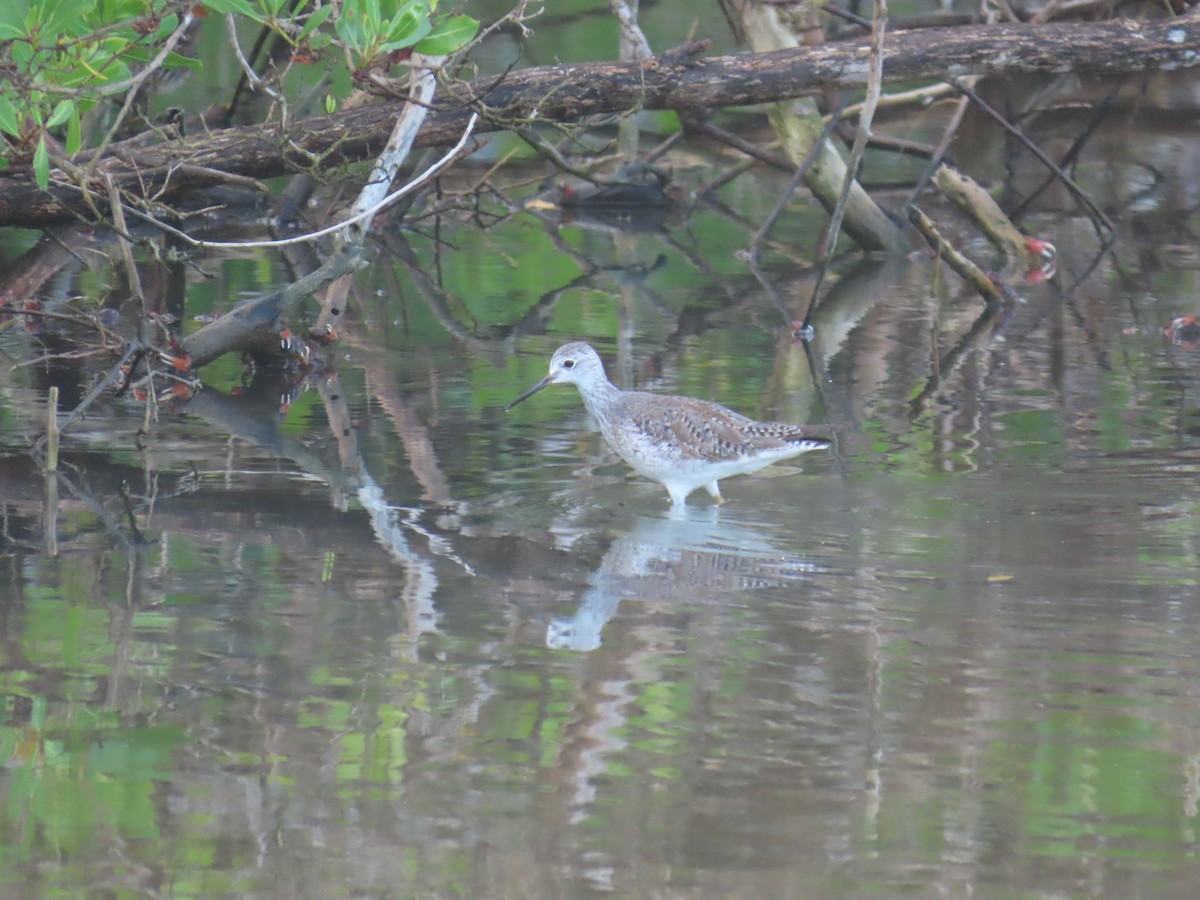 Lesser/Greater Yellowlegs - ML629642375