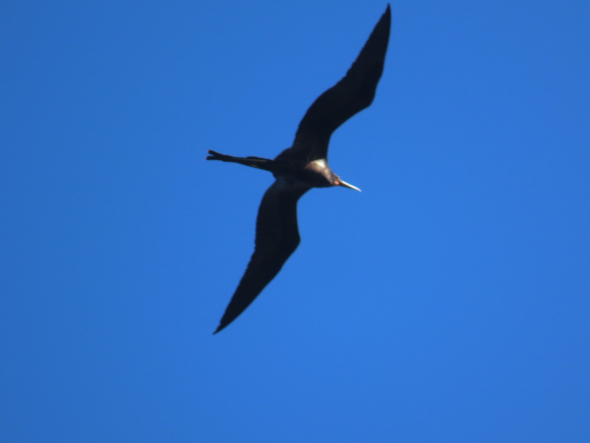 Magnificent Frigatebird - ML629642389