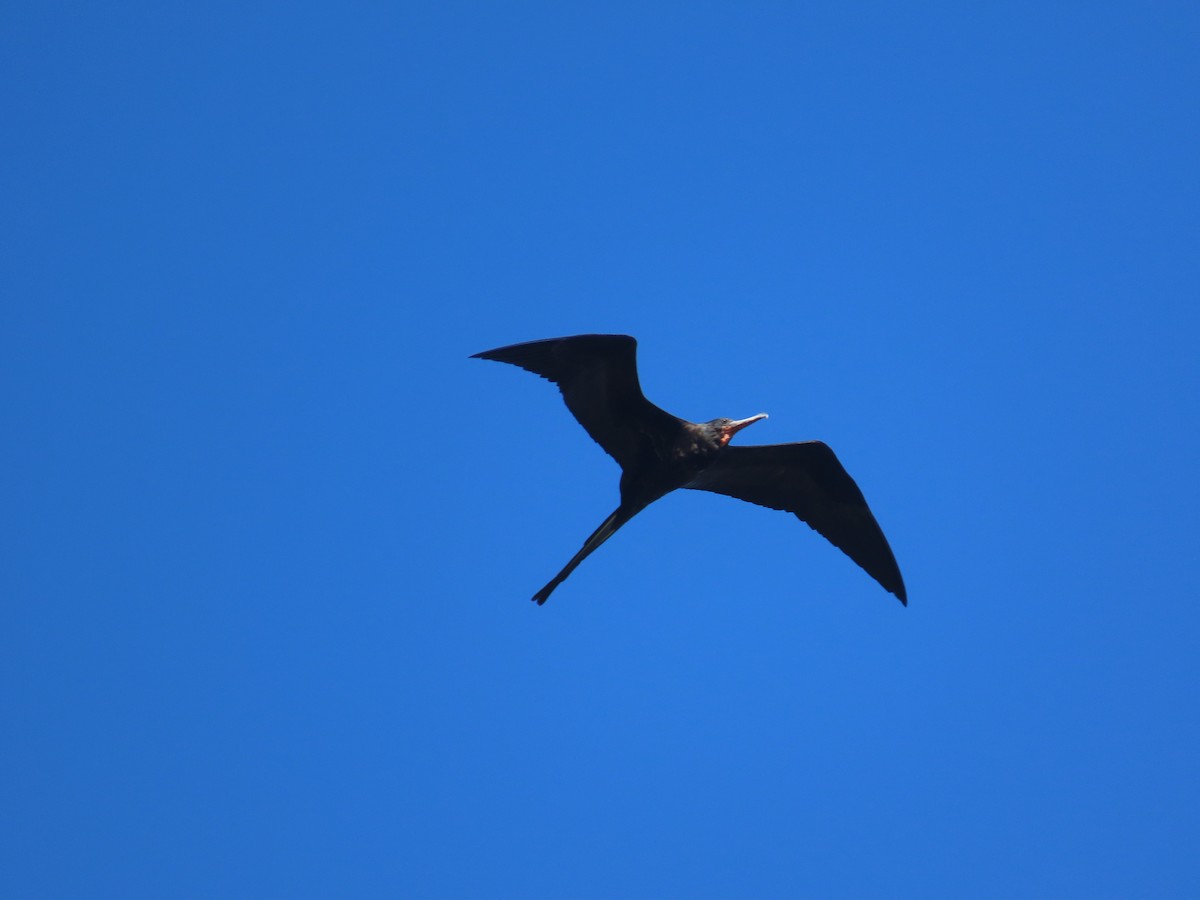 Magnificent Frigatebird - ML629642391