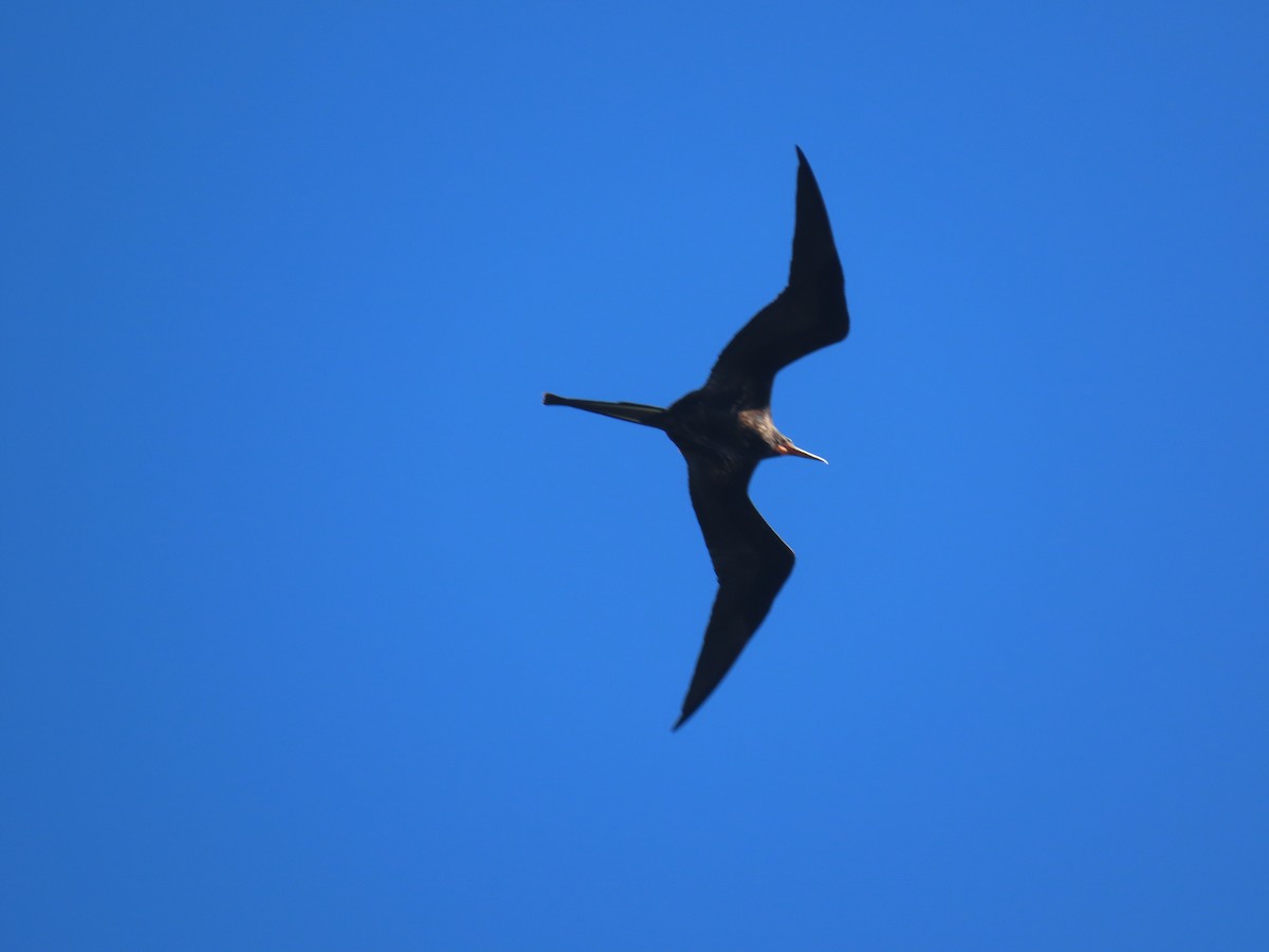 Magnificent Frigatebird - ML629642397