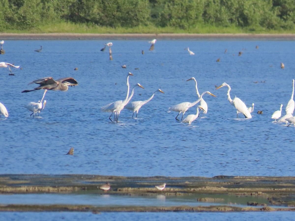 Great Egret - ML629642408