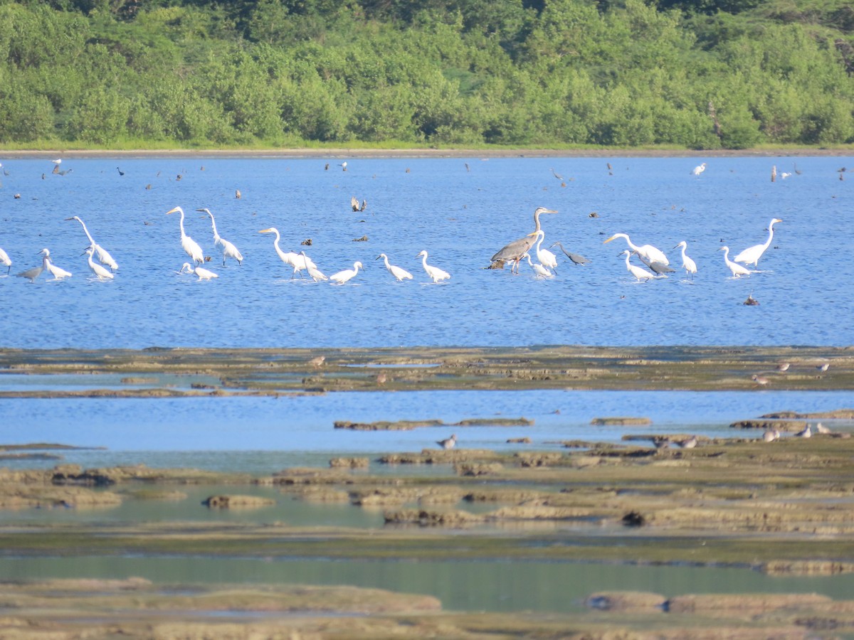 Great Blue Heron - ML629642415