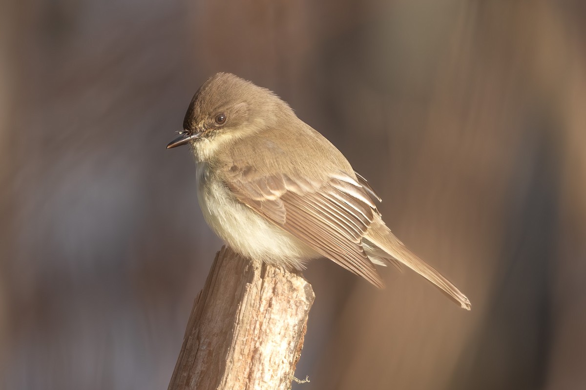 Eastern Phoebe - ML629642422