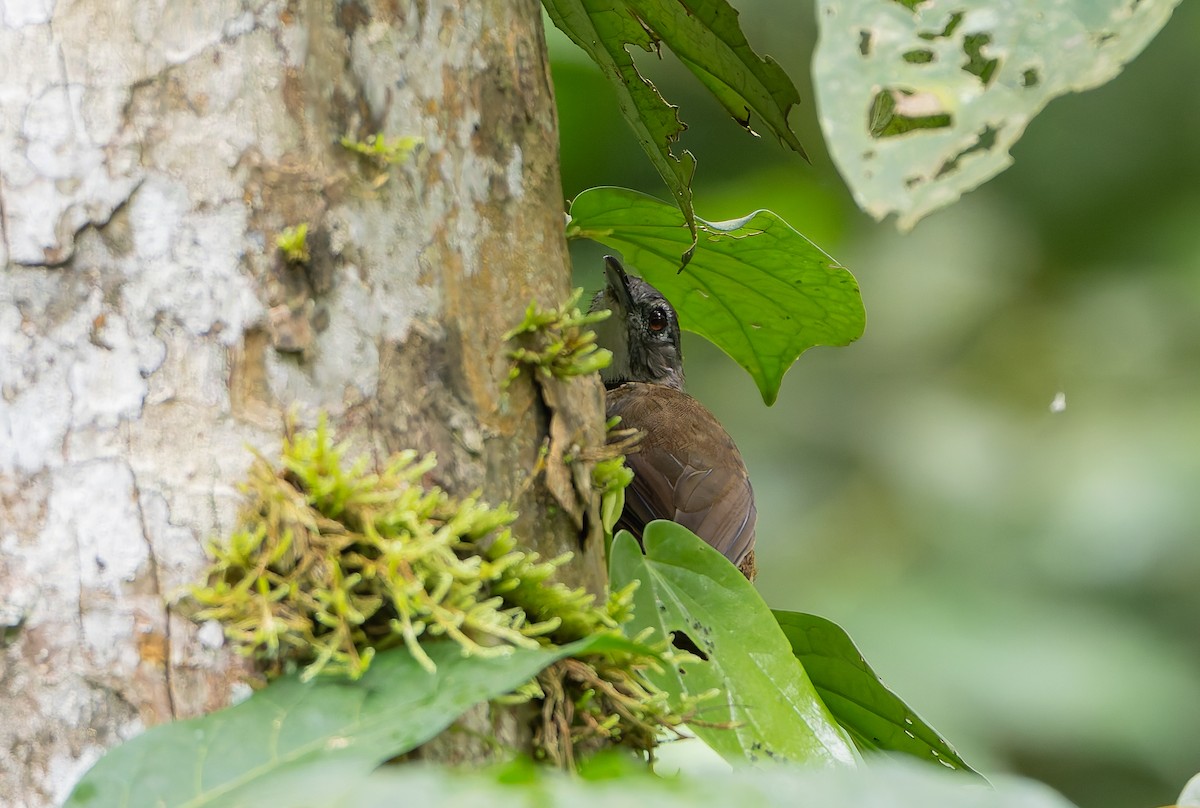 Brown Illadopsis (Brown) - ML629642477