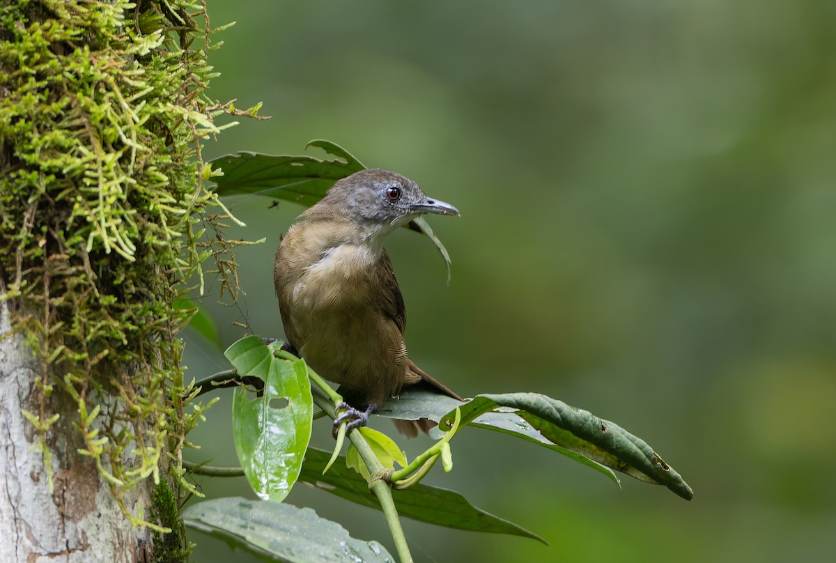 Brown Illadopsis (Brown) - ML629642478