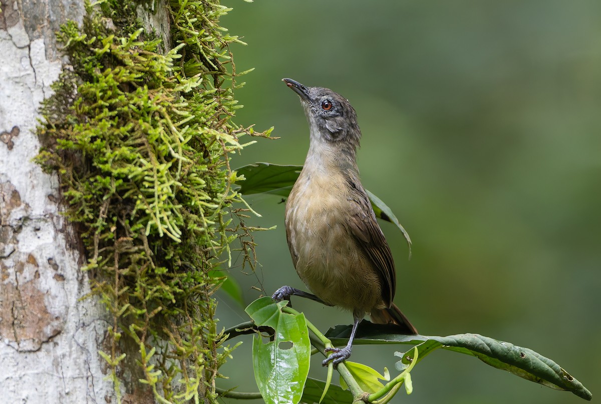Brown Illadopsis (Brown) - ML629642480