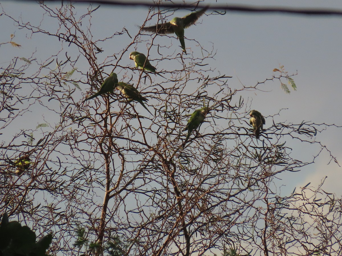 Monk Parakeet - ML629642486
