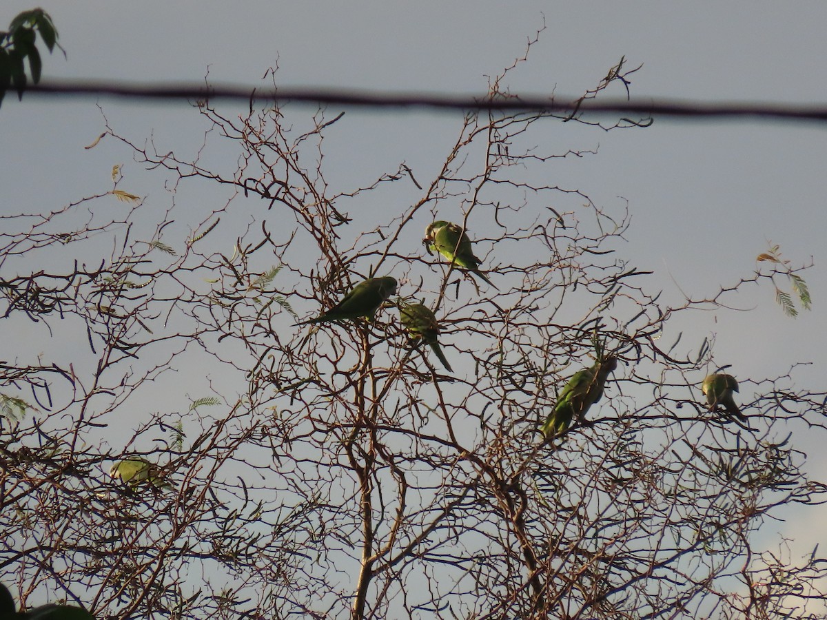 Monk Parakeet - ML629642488