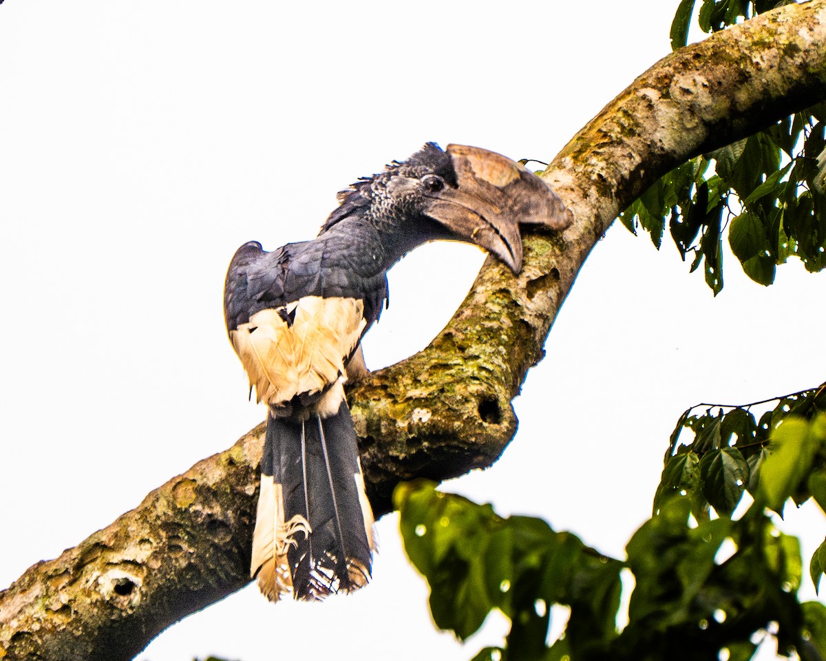 Grauwangen-Hornvogel - ML629642512