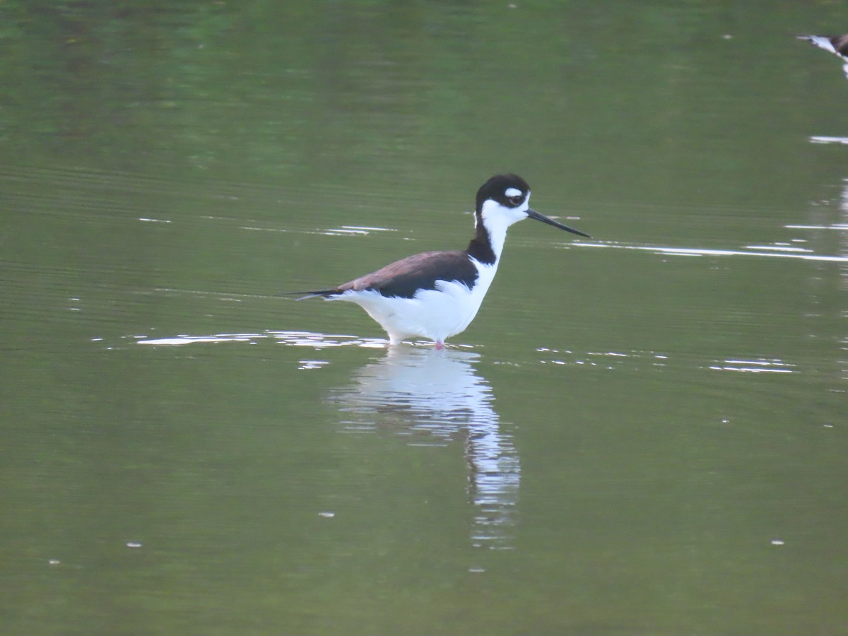 Black-necked Stilt - ML629642552