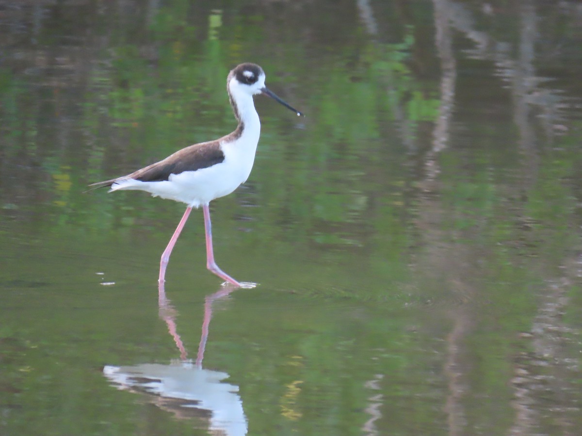 Black-necked Stilt - ML629642554