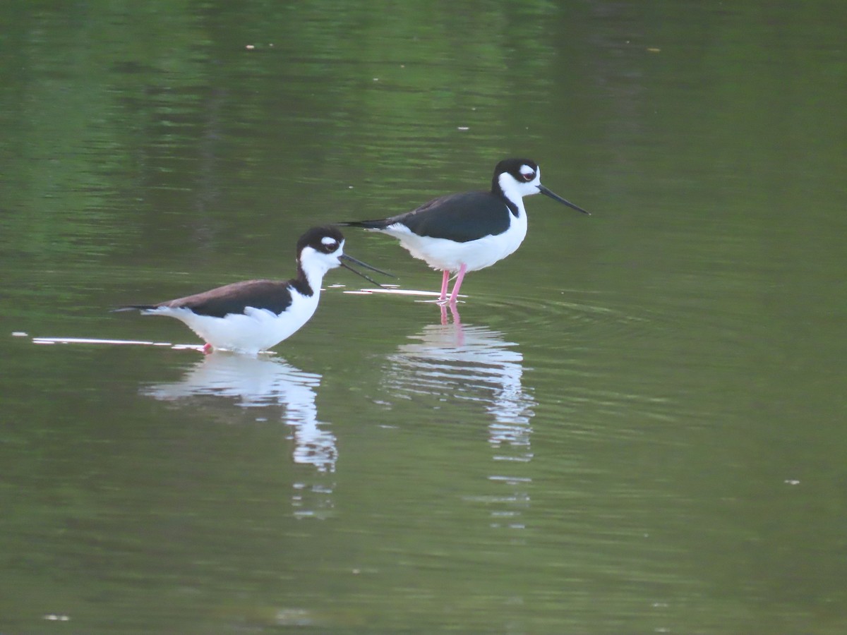 Black-necked Stilt - ML629642561