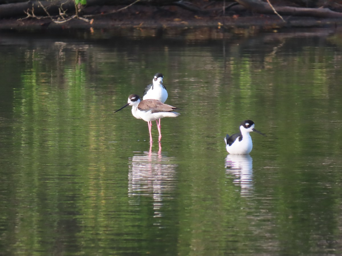 Black-necked Stilt - ML629642564