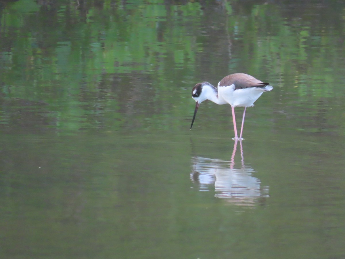 Black-necked Stilt - ML629642566