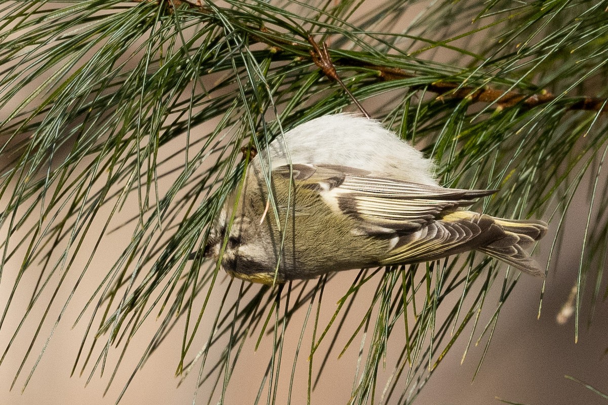 Golden-crowned Kinglet - ML629642569
