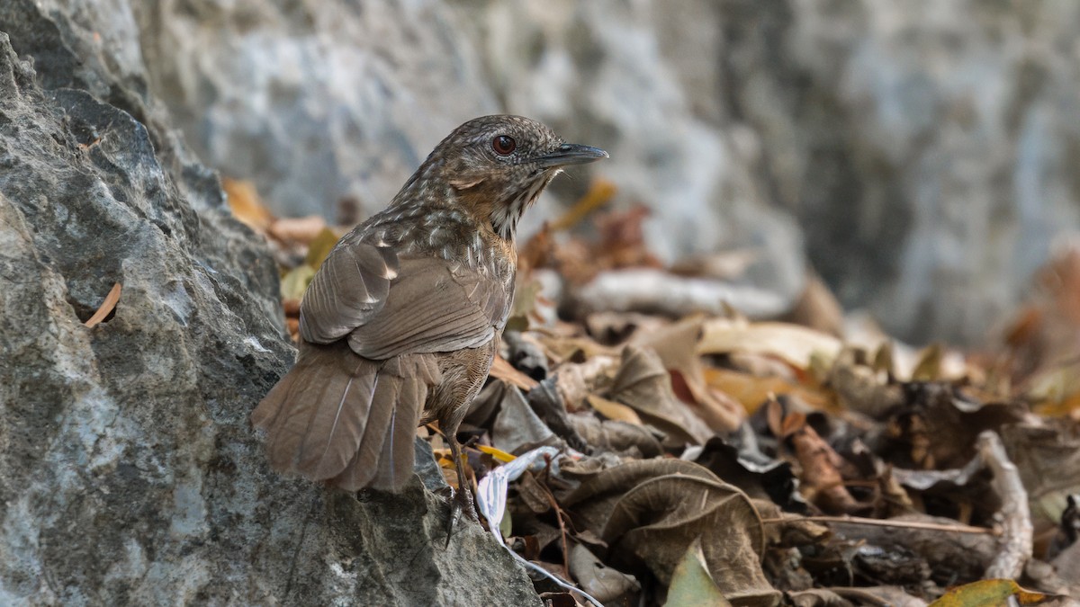 Rufous Limestone Babbler - ML629642637