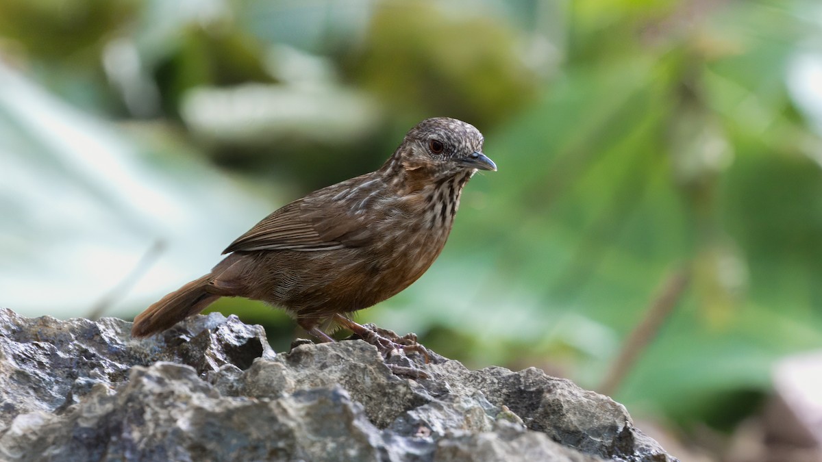 Rufous Limestone Babbler - ML629642638