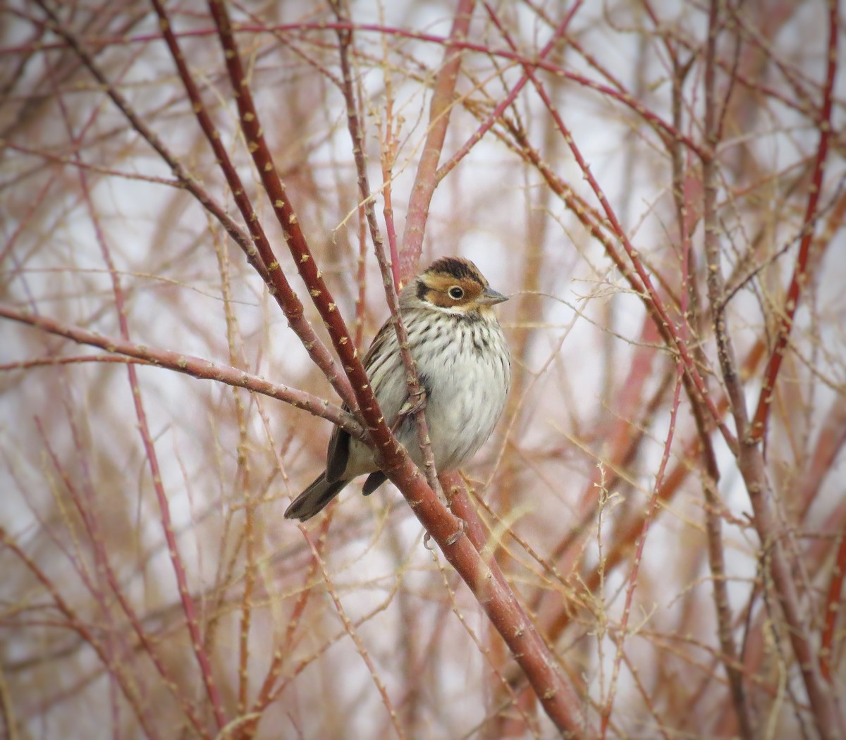 Little Bunting - ML629642738