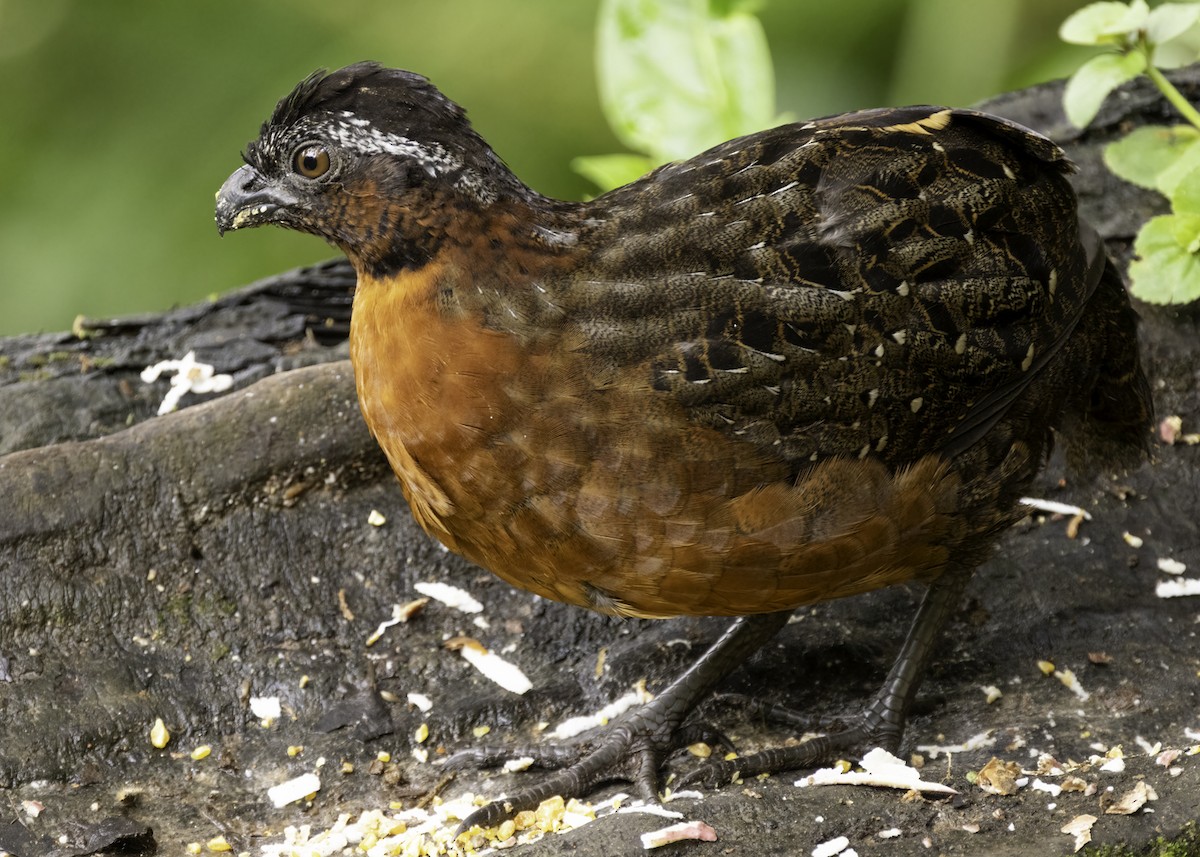 Rufous-breasted Wood-Quail - ML629642810