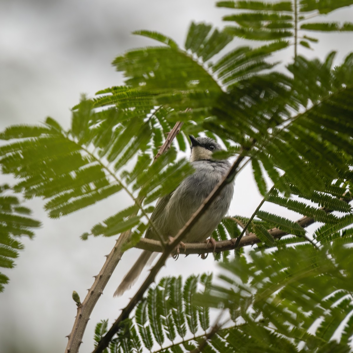 White-chinned Prinia - ML629642826