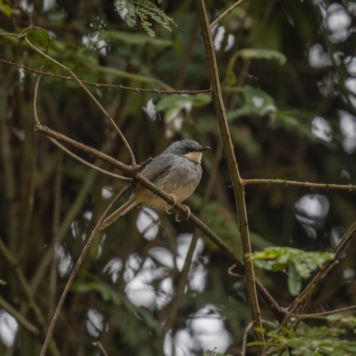 White-chinned Prinia - ML629642827
