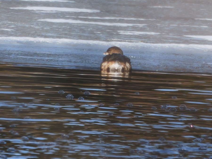 Pied-billed Grebe - Roger Horn