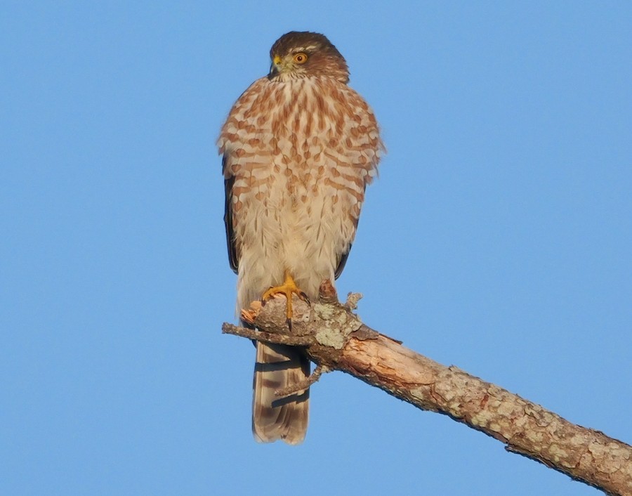 Sharp-shinned Hawk (Northern) - Roger Horn