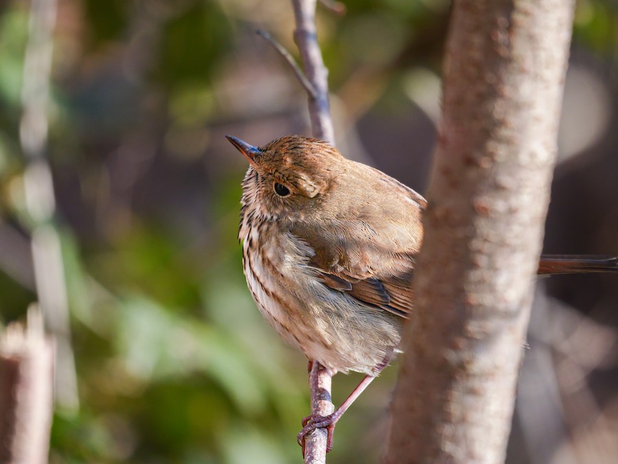 Hermit Thrush - Roger Horn