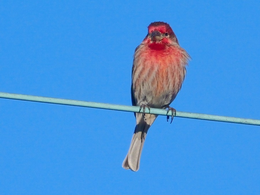 House Finch - Roger Horn