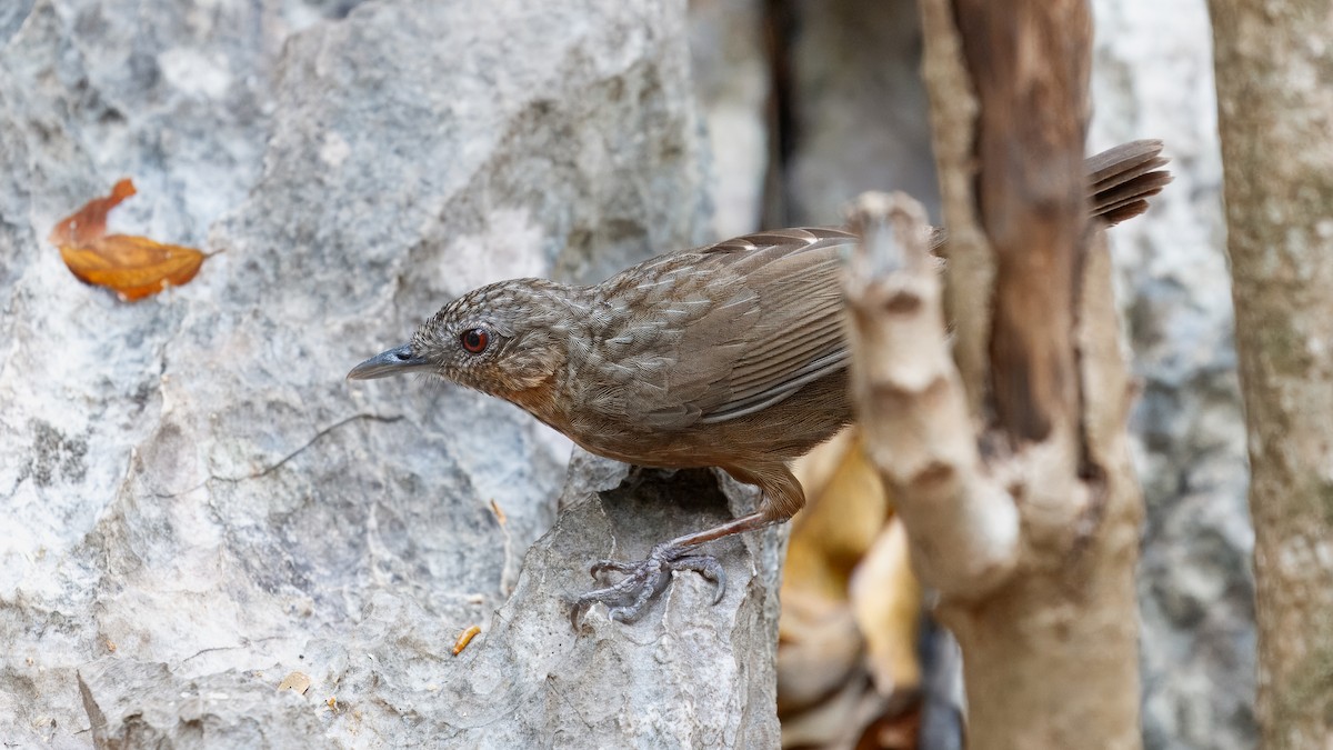 Rufous Limestone Babbler - ML629643214