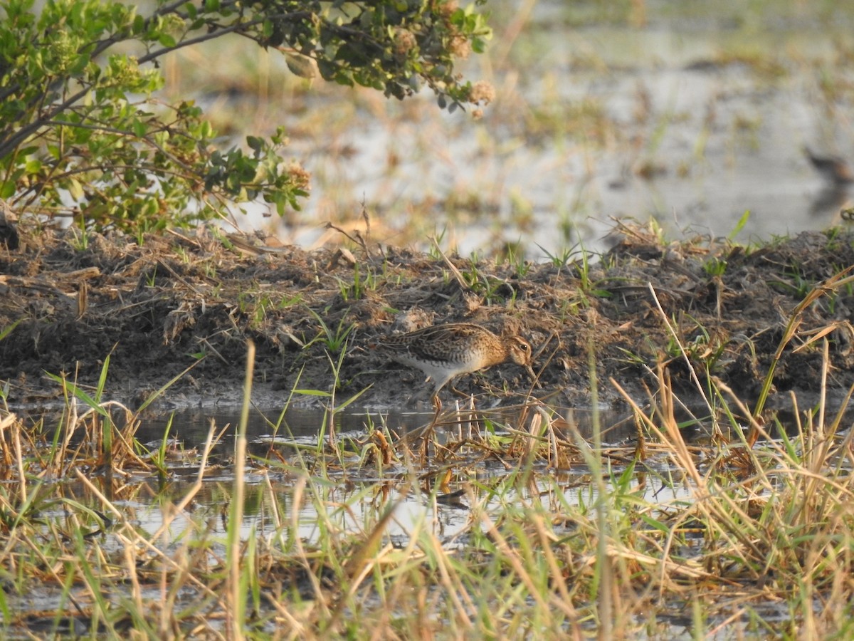 Common Snipe - ML629643288