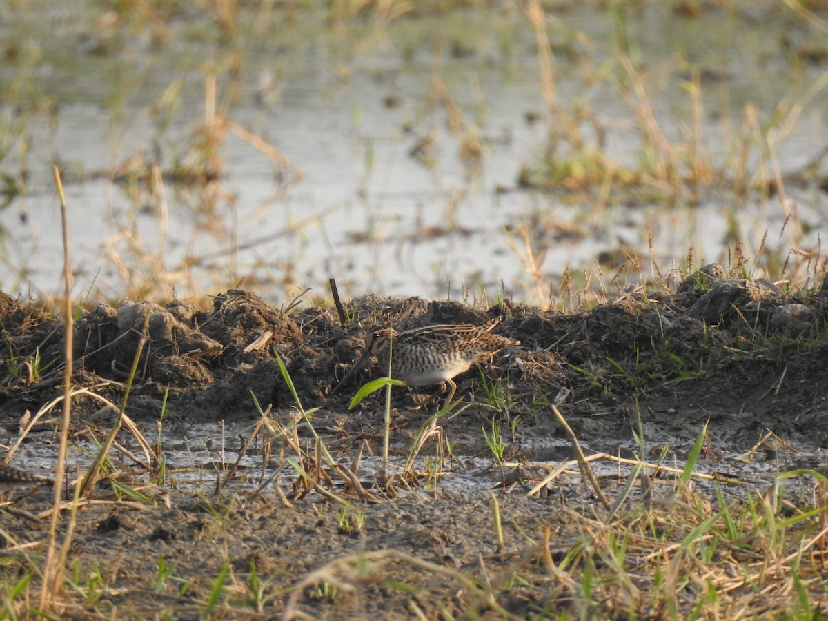 Common Snipe - ML629643289