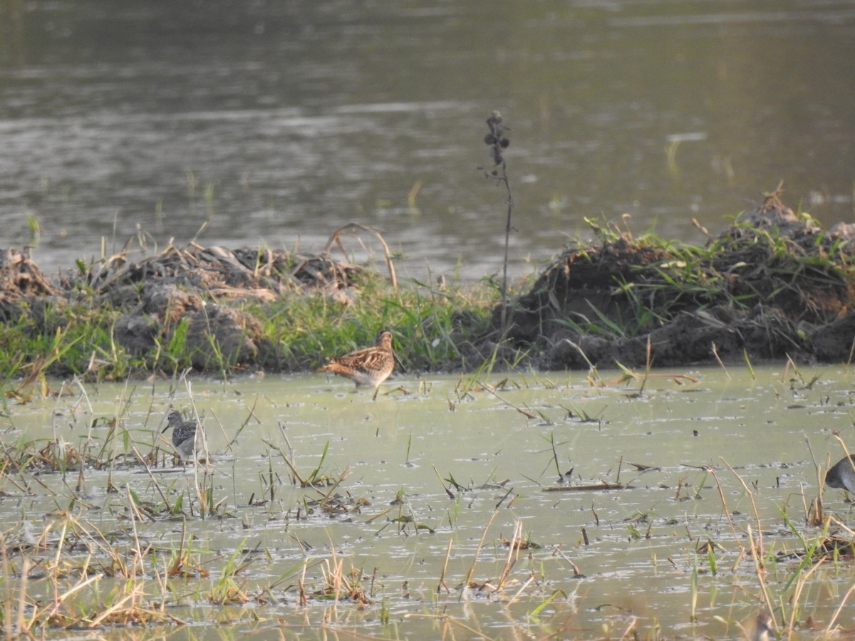 Common Snipe - ML629643290