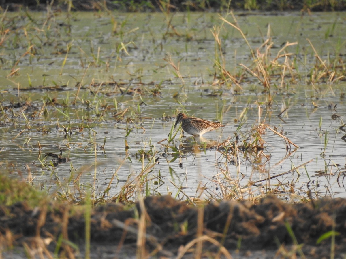 Common Snipe - ML629643291