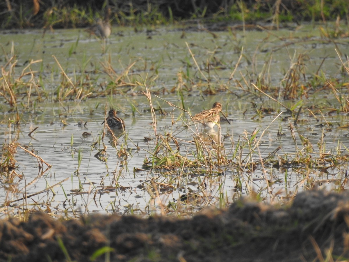 Common Snipe - ML629643293