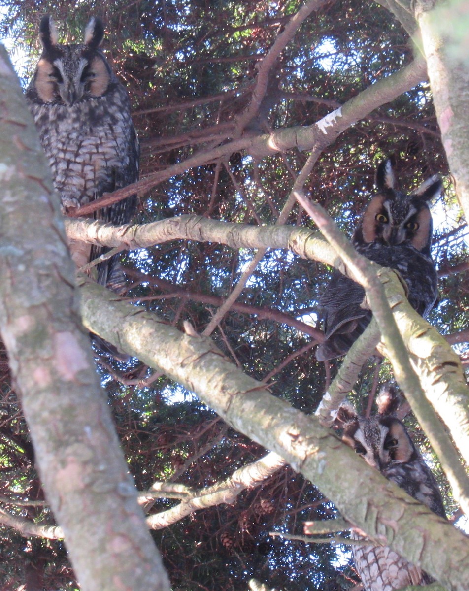 Long-eared Owl - ML629643423