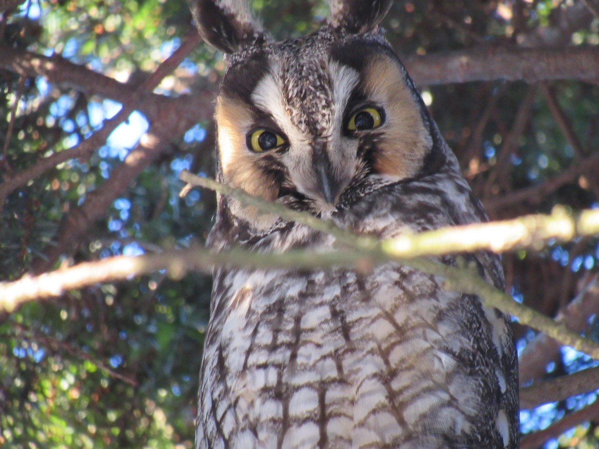 Long-eared Owl - ML629643524