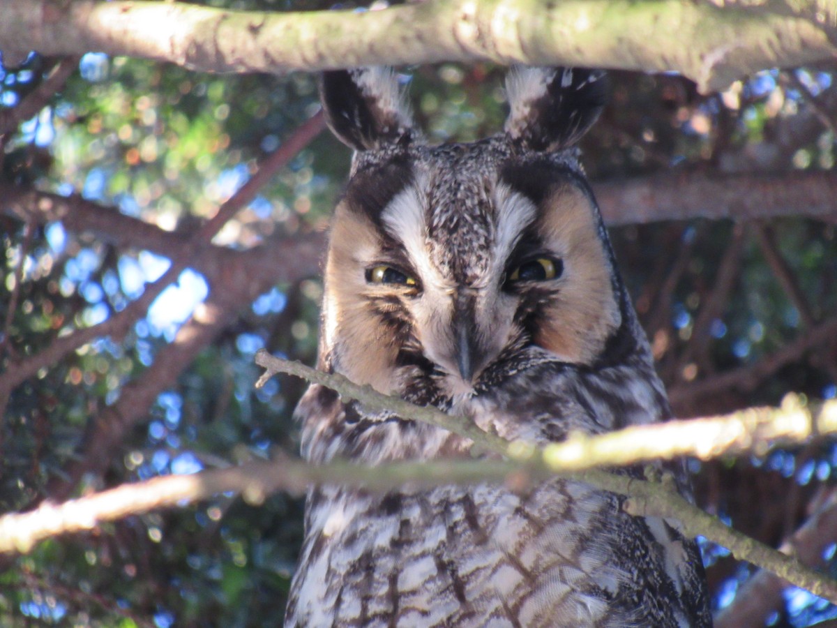 Long-eared Owl - ML629643525