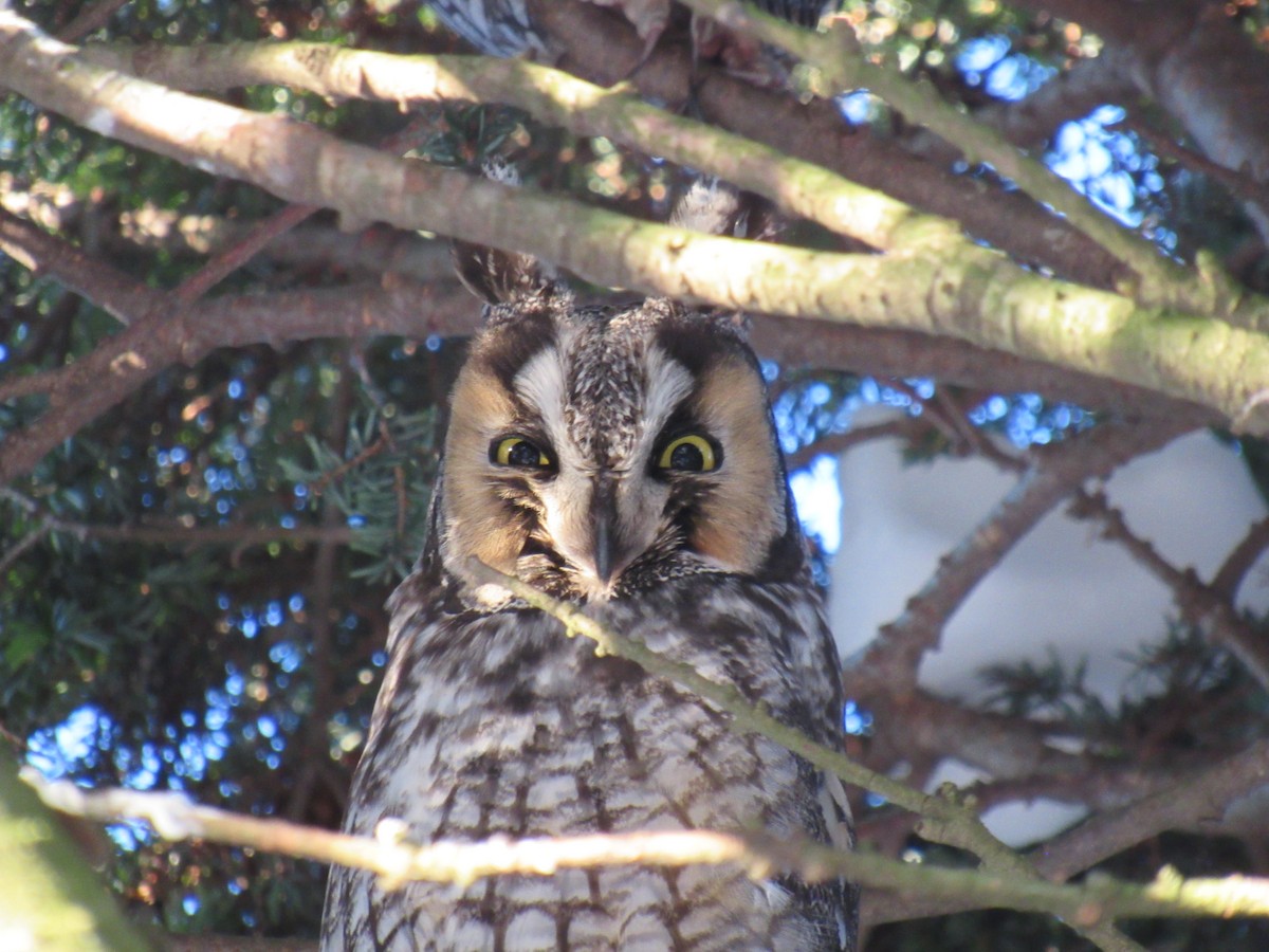 Long-eared Owl - ML629643526