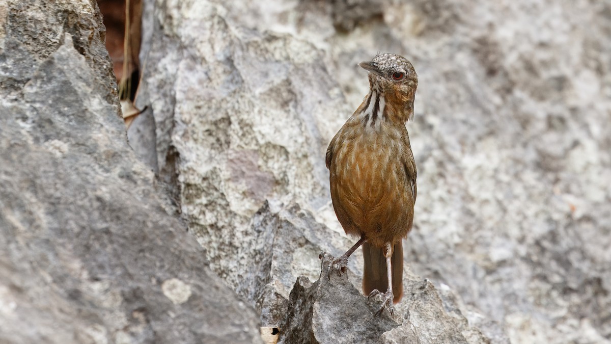 Rufous Limestone Babbler - ML629643618