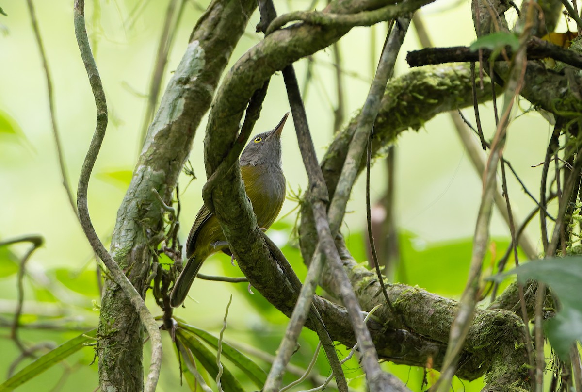 Yellow Longbill - ML629643755
