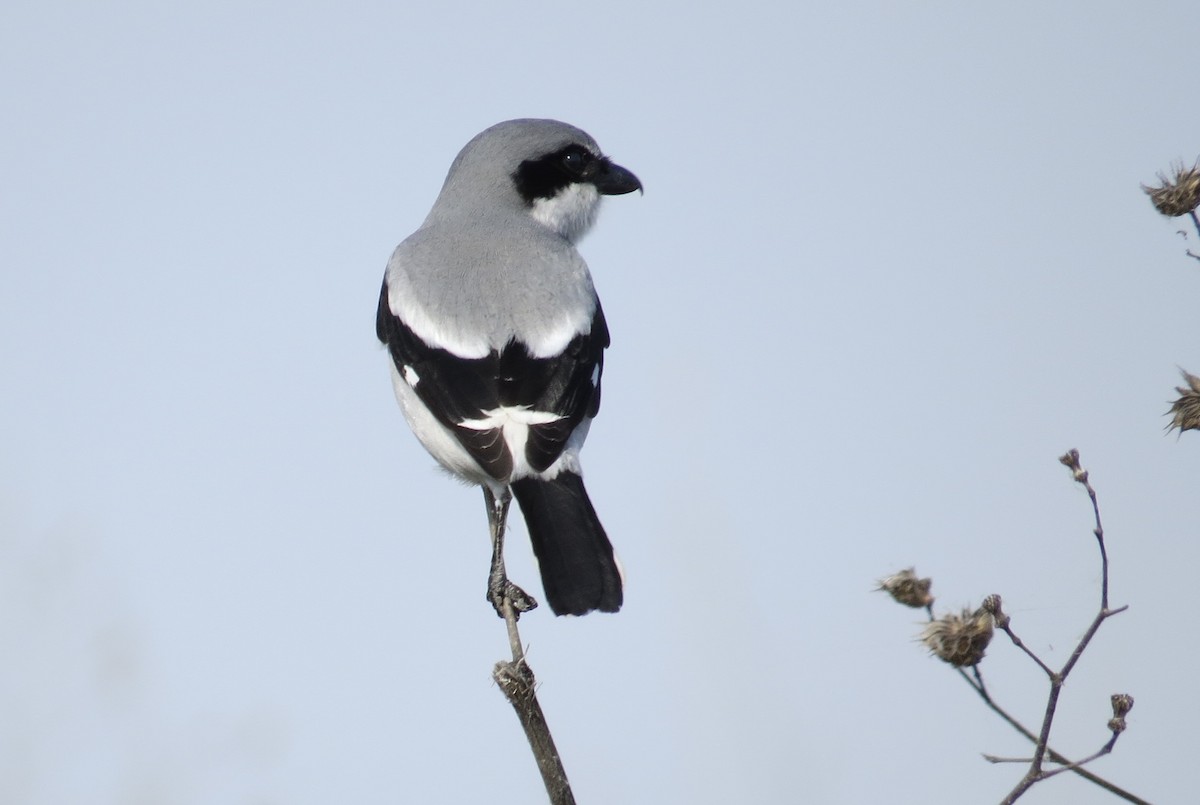 Loggerhead Shrike - ML629643766