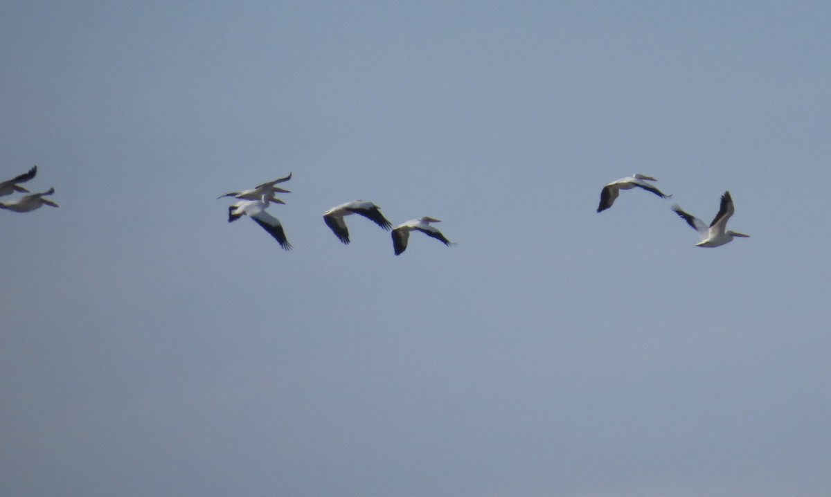 American White Pelican - ML629643815