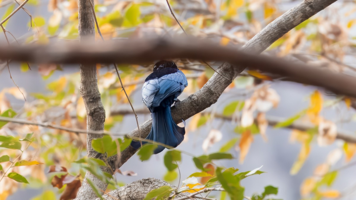 Hair-crested Drongo (Hair-crested) - ML629643820
