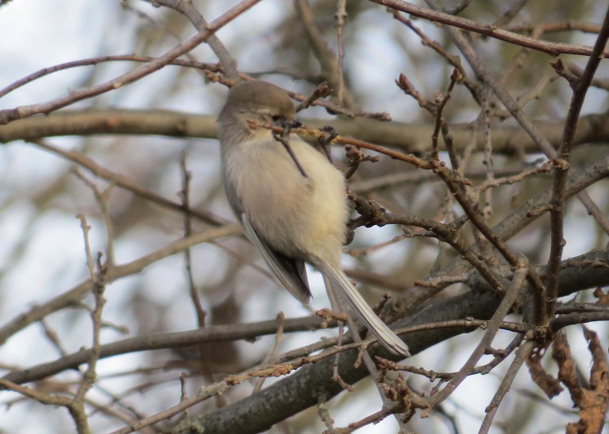 Bushtit - ML629643845