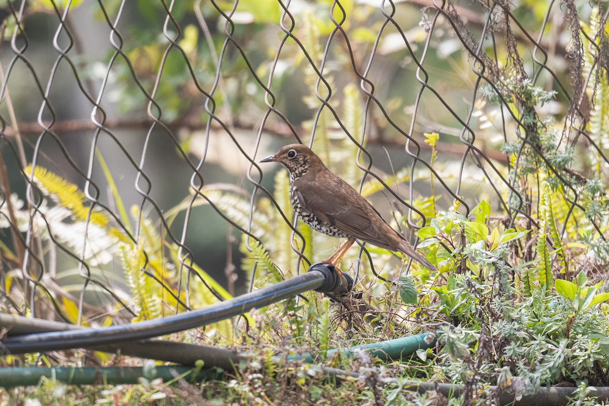 Alpine Thrush - ML629643958